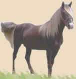 Anna's Desert Storm - Mountain Horse Stallion