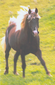 Coffey Creek Farm - Anna's Desert Storm