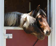 Rocky Mountain Horses and Kentucky Mountain Horses